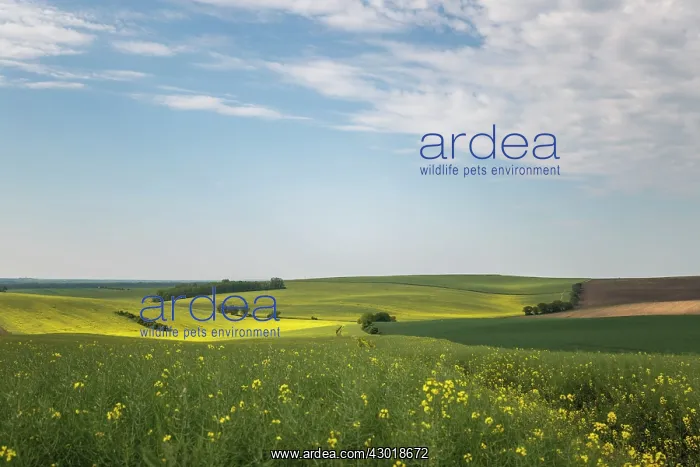  : Mustard Fields with clouds