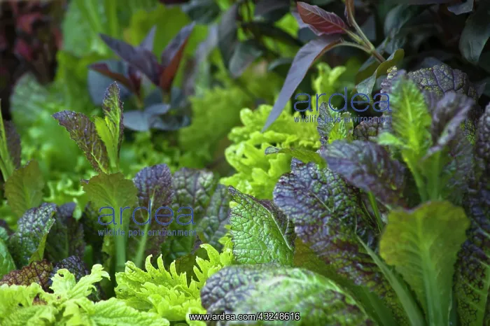 : Mustard greens : Mustard greens