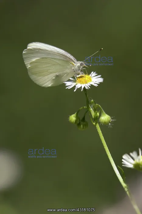 : Mustard White Butterfly : Mustard White Butterfly