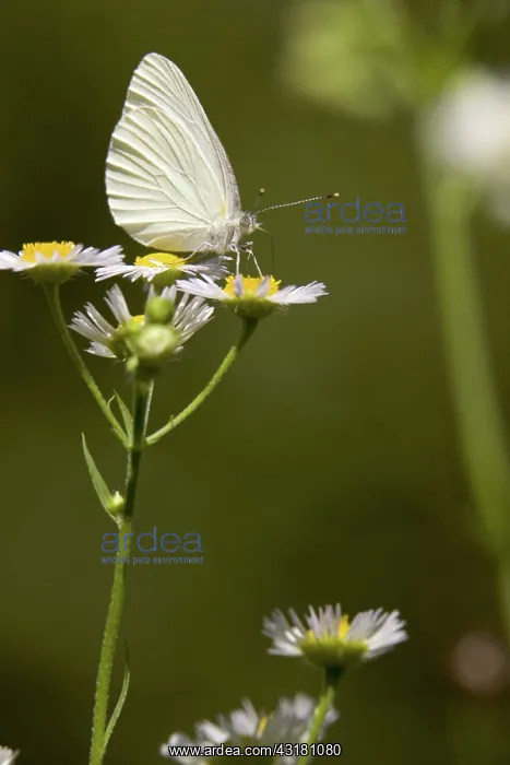 : Mustard White Butterfly : Mustard White Butterfly