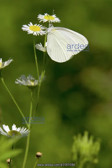 : Mustard White Butterfly : Mustard White Butterfly