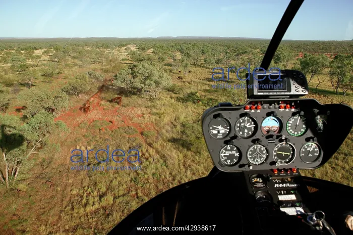 : Mustering by helicopter.Bushy Park Cattle Station : Mustering by helicopter.Bushy Park Cattle Station