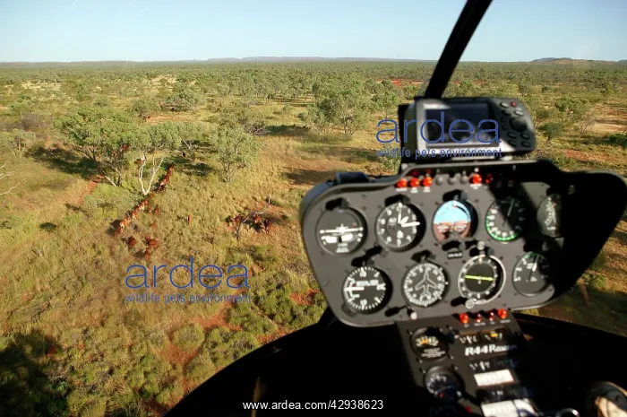 : Mustering by helicopter.Bushy Park Cattle Station : Mustering by helicopter.Bushy Park Cattle Station