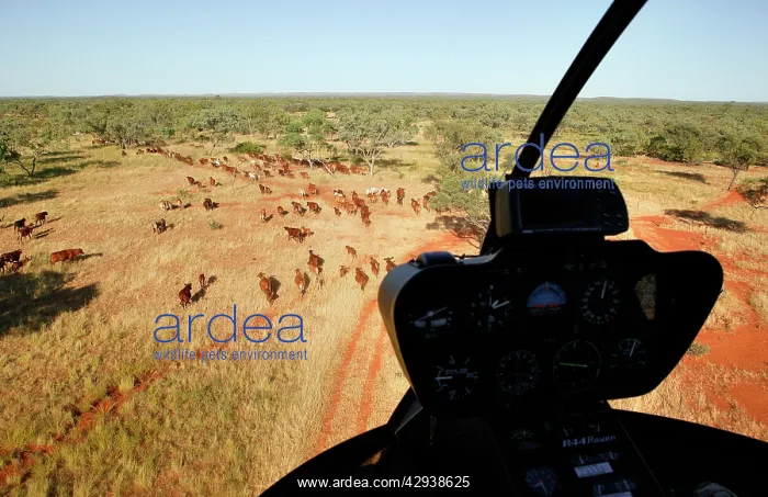 : Mustering by helicopter.Bushy Park Cattle Station : Mustering by helicopter.Bushy Park Cattle Station