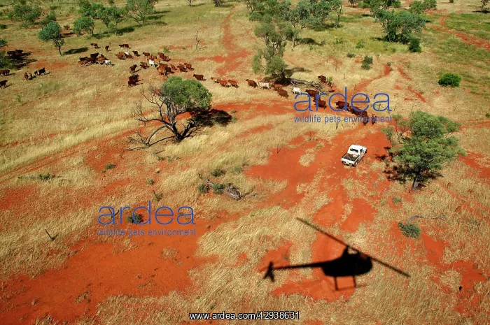 : Mustering by helicopter.Bushy Park Cattle Station : Mustering by helicopter.Bushy Park Cattle Station