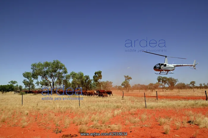 : Mustering by helicopter.Bushy Park Cattle Station : Mustering by helicopter.Bushy Park Cattle Station