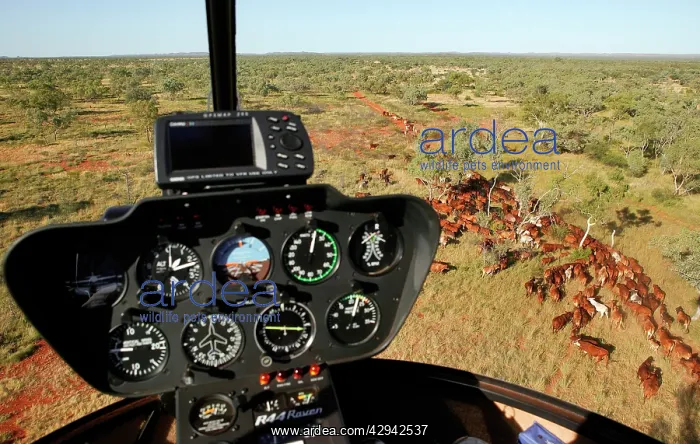 : Mustering by helicopter.Bushy Park Cattle Station : Mustering by helicopter.Bushy Park Cattle Station