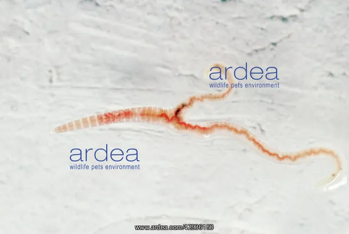 : Mutant Tiger Worm - juvenile with two tails : Mutant Tiger Worm - juvenile with two tails