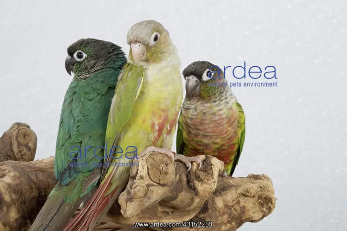 : Mutations of The Green-cheeked Conure : Mutations of The Green-cheeked Conure