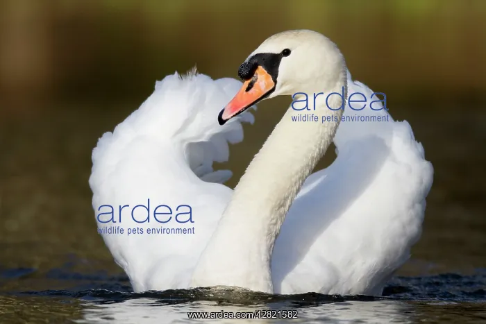  : Mute Swan (Cygnus olor). Cornwall - UK
