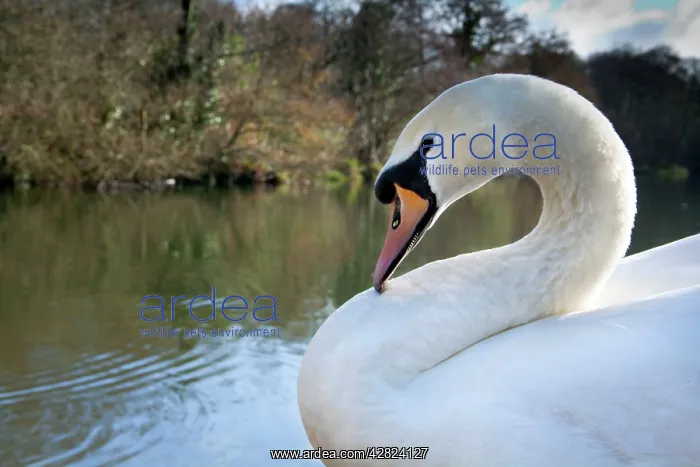 : Mute Swan (Cygnus olor). Tehidy - Cornwall - UK : Mute Swan (Cygnus olor). Tehidy - Cornwall - UK