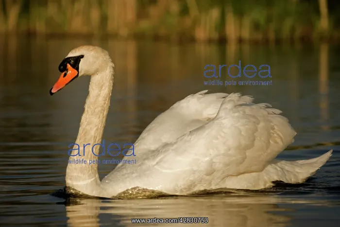  : Mute Swan (Cygnus olor)