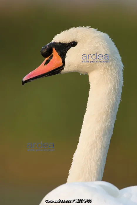  : Mute Swan (Cygnus olor). Cleveland. UK