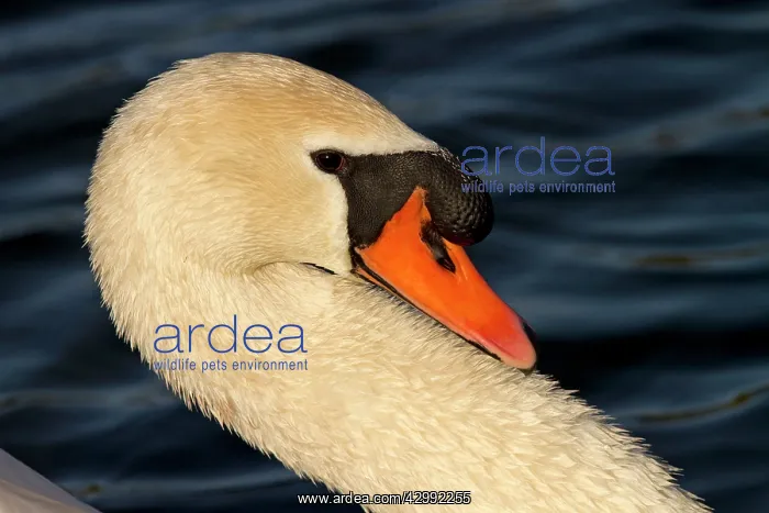  : Mute Swan male close up (Cygnus olor)