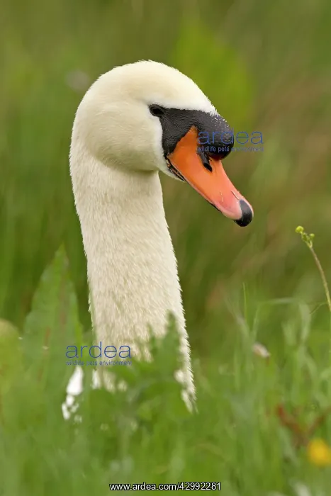  : Mute Swan male close up (Cygnus olor)