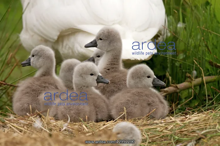 : Mute Swan cygnets with mother (Cygnus olor) : Mute Swan cygnets with mother (Cygnus olor)