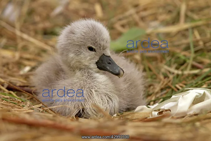  : Mute Swan cygnet at nest (Cygnus olor)