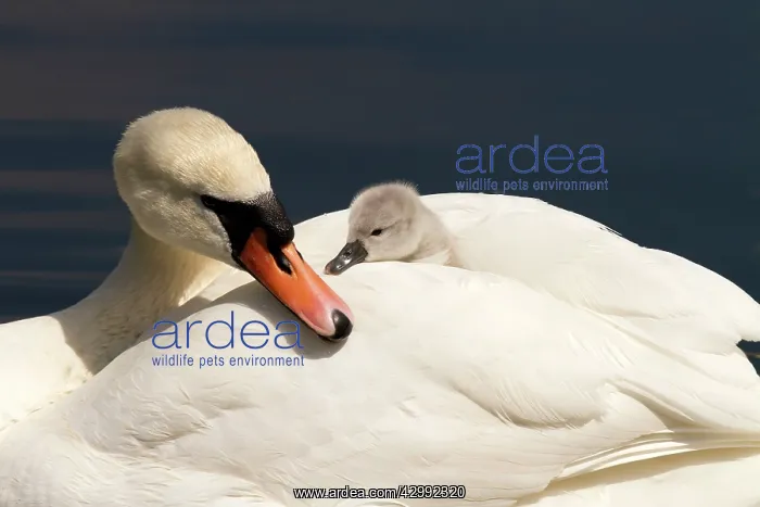 : Mute Swan female carrying cygnet (Cygnus olor) : Mute Swan female carrying cygnet (Cygnus olor)