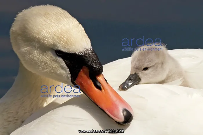 : Mute Swan female carrying cygnet (Cygnus olor) : Mute Swan female carrying cygnet (Cygnus olor)