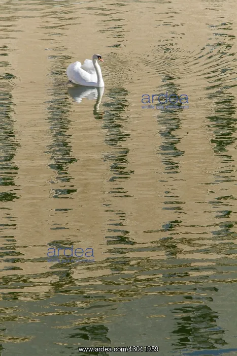 : Mute Swan : Mute Swan