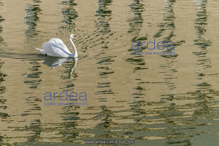 : Mute Swan : Mute Swan