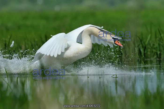 : Mute Swan (Cygnus olor) is landing in a marsh : Mute Swan (Cygnus olor) is landing in a marsh