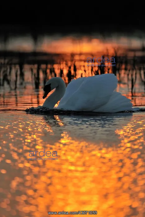 : Mute Swan (Cygnus olor) in water with sunset backligt : Mute Swan (Cygnus olor) in water with sunset backligt