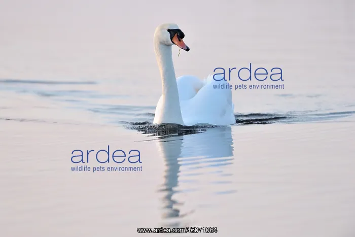 : Mute Swan (Cygnus olor) in water with soft evening light : Mute Swan (Cygnus olor) in water with soft evening light