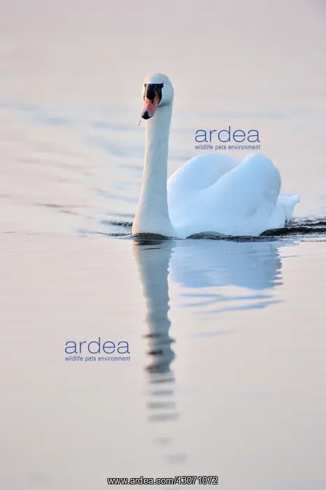 : Mute Swan (Cygnus olor) in water with soft evening light : Mute Swan (Cygnus olor) in water with soft evening light