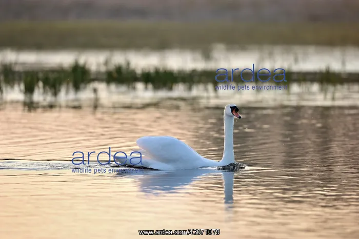 : Mute Swan (Cygnus olor) in water with soft evening light : Mute Swan (Cygnus olor) in water with soft evening light