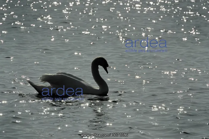 : Mute Swan (Cygnus olor) swimming with sunset backlight : Mute Swan (Cygnus olor) swimming with sunset backlight