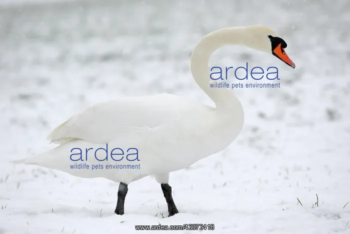  : Mute Swan (Cygnus olor) walking in snow