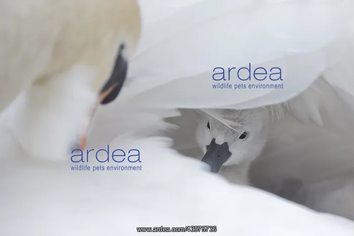 : Mute Swan (Cygnus olor) mother and her little chick at the Adda river : Mute Swan (Cygnus olor) mother and her little chick at the Adda river