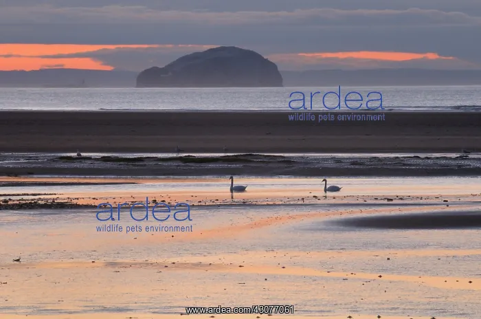 : Mute Swan. Tidal pool with two swimming Mute Swans (Cygnus olor) at sunset : Mute Swan. Tidal pool with two swimming Mute Swans (Cygnus olor) at sunset