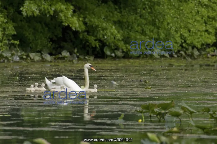 : Mute Swan. The Mute Swan (Cygnus olor) is a common Eurasian member of the duck, goose : Mute Swan. The Mute Swan (Cygnus olor) is a common Eurasian member of the duck, goose
