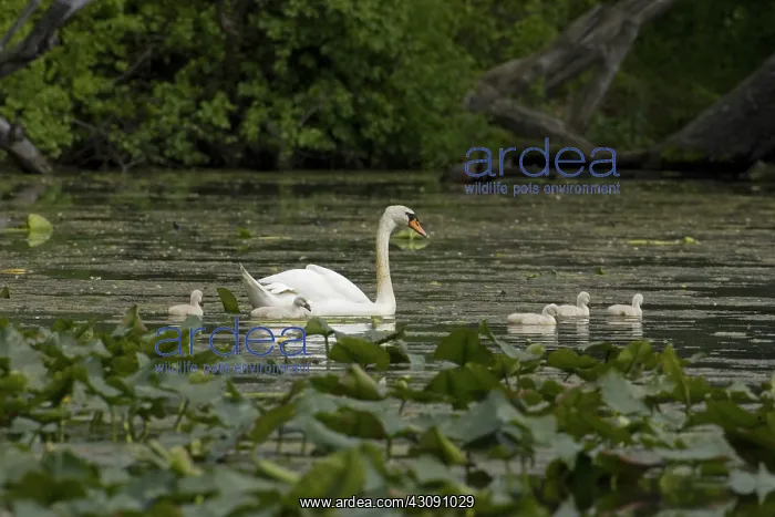 : Mute Swan. The Mute Swan, (Cygnus olor), is a common Eurasian member of the duck, goose : Mute Swan. The Mute Swan, (Cygnus olor), is a common Eurasian member of the duck, goose