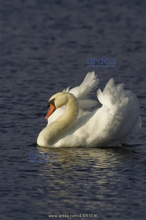 : Mute Swan. The Mute Swan, (Cygnus olor), is a common Eurasian member of the duck, goose : Mute Swan. The Mute Swan, (Cygnus olor), is a common Eurasian member of the duck, goose