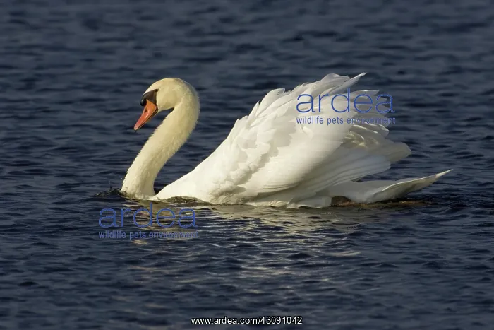 : Mute Swan. The Mute Swan (Cygnus olor) is a common Eurasian member of the duck, goose : Mute Swan. The Mute Swan (Cygnus olor) is a common Eurasian member of the duck, goose