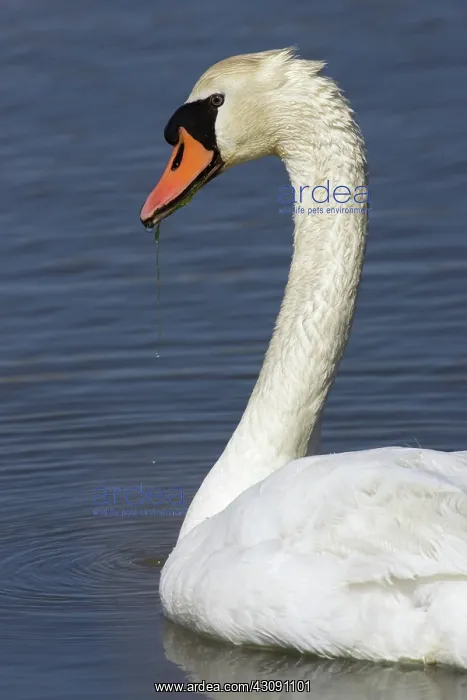 : Mute Swan. The Mute Swan, (Cygnus olor), is a common Eurasian member of the duck, goose : Mute Swan. The Mute Swan, (Cygnus olor), is a common Eurasian member of the duck, goose
