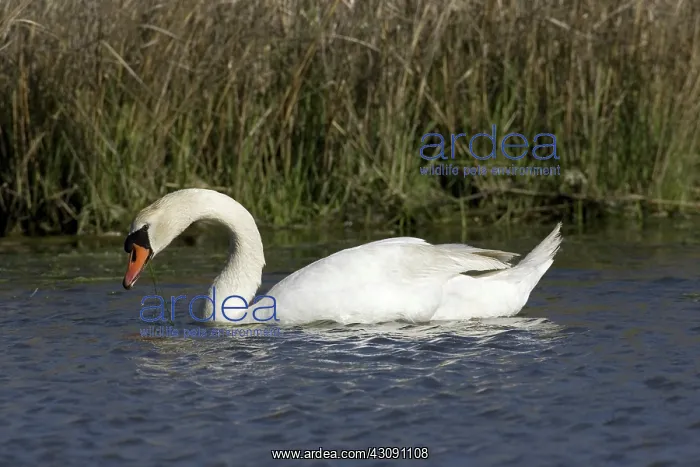 : Mute Swan. The Mute Swan, (Cygnus olor), is a common Eurasian member of the duck, goose : Mute Swan. The Mute Swan, (Cygnus olor), is a common Eurasian member of the duck, goose