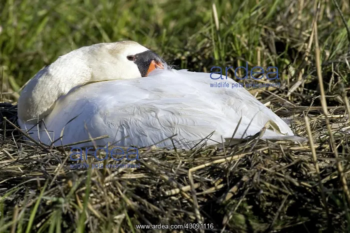 : Mute Swan. The Mute Swan, (Cygnus olor), is a common Eurasian member of the duck, goose : Mute Swan. The Mute Swan, (Cygnus olor), is a common Eurasian member of the duck, goose