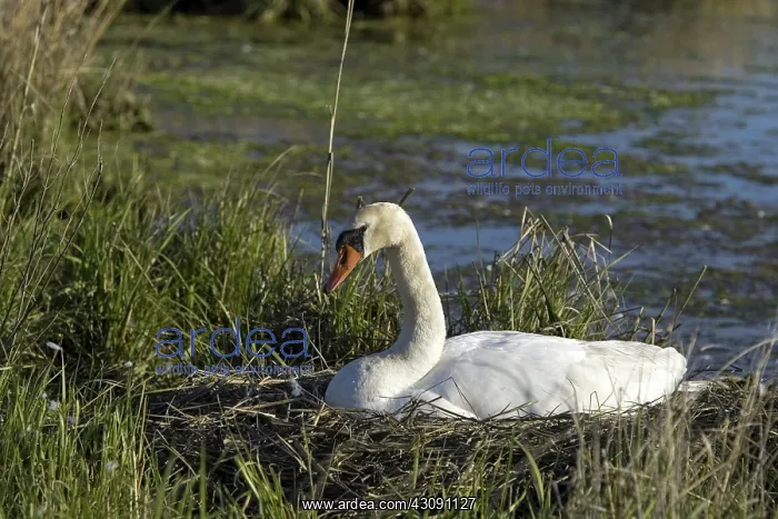 : Mute Swan. The Mute Swan, (Cygnus olor), is a common Eurasian member of the duck, goose : Mute Swan. The Mute Swan, (Cygnus olor), is a common Eurasian member of the duck, goose