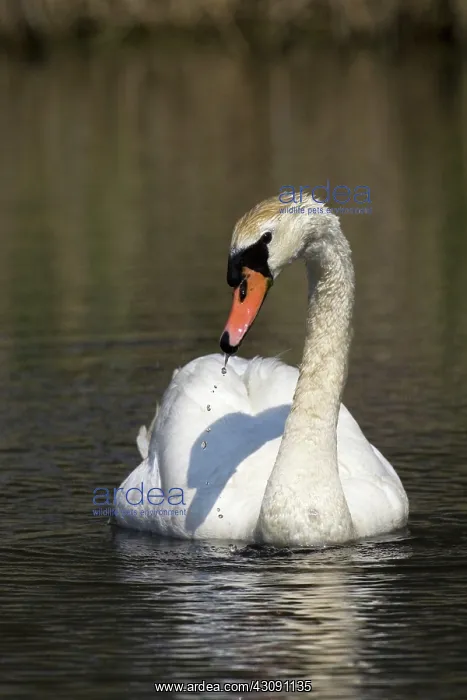 : Mute Swan. The Mute Swan, (Cygnus olor), is a common Eurasian member of the duck, goose : Mute Swan. The Mute Swan, (Cygnus olor), is a common Eurasian member of the duck, goose