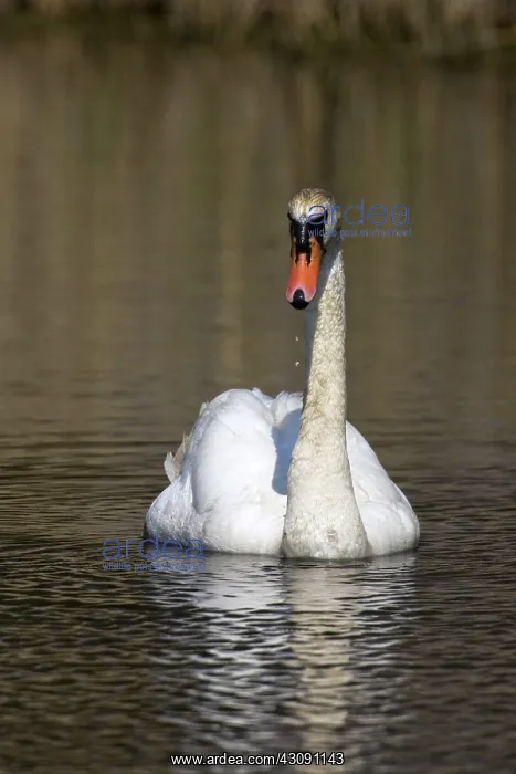 : Mute Swan. The Mute Swan, (Cygnus olor), is a common Eurasian member of the duck, goose : Mute Swan. The Mute Swan, (Cygnus olor), is a common Eurasian member of the duck, goose
