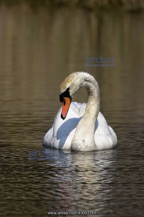: Mute Swan. The Mute Swan, (Cygnus olor), is a common Eurasian member of the duck, goose : Mute Swan. The Mute Swan, (Cygnus olor), is a common Eurasian member of the duck, goose