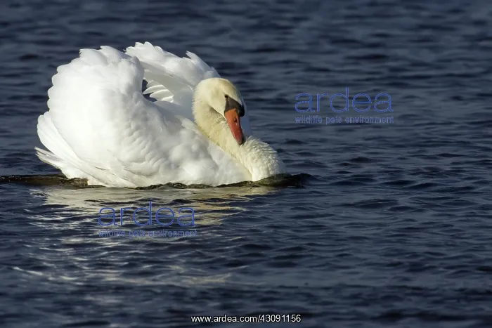 : Mute Swan. The Mute Swan, (Cygnus olor), is a common Eurasian member of the duck, goose : Mute Swan. The Mute Swan, (Cygnus olor), is a common Eurasian member of the duck, goose