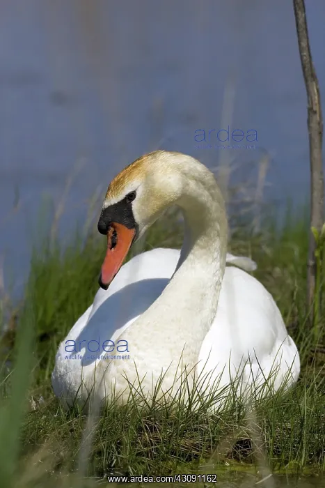 : Mute Swan. The Mute Swan, (Cygnus olor), is a common Eurasian member of the duck, goose : Mute Swan. The Mute Swan, (Cygnus olor), is a common Eurasian member of the duck, goose