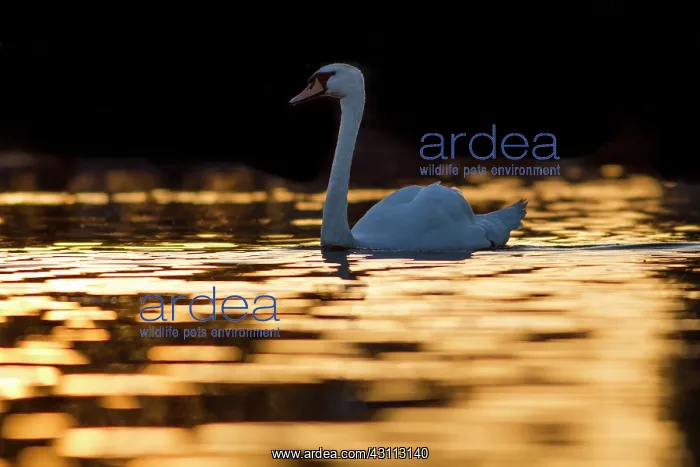 : Mute Swan. An adult Mute Swan (Cygnus olor) swims across a lake at sunset : Mute Swan. An adult Mute Swan (Cygnus olor) swims across a lake at sunset