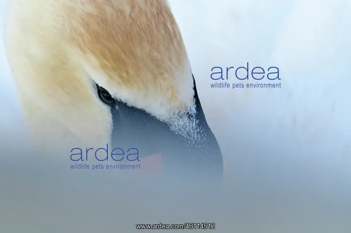 : Mute Swan. Close-up of a Mute swan (Cygnus olor) : Mute Swan. Close-up of a Mute swan (Cygnus olor)