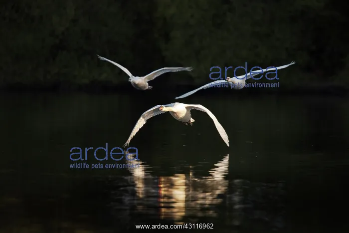 : Mute Swan. Three Mute Swans (Cygnus olor) flying towards the photographer : Mute Swan. Three Mute Swans (Cygnus olor) flying towards the photographer